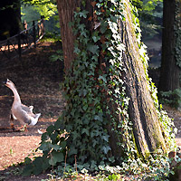 Parco di Monza
